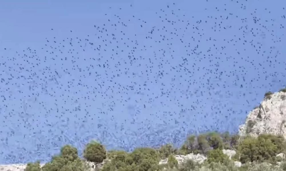 Έρευνα: Στα 50 δις υπολογίζεται ο αιρθμός των πτηνών στην Γη